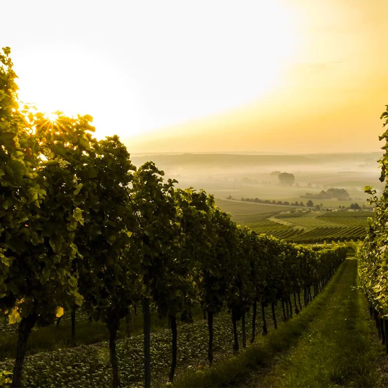 tuscany-italy-wine-1