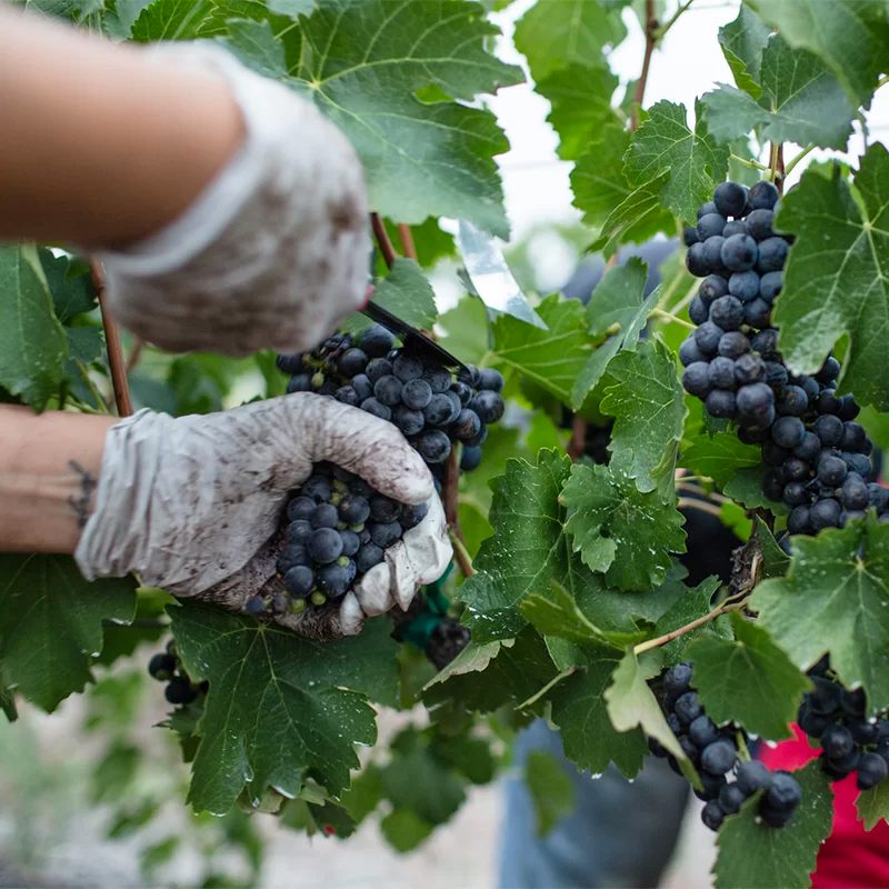tuscany-italy-wine-3