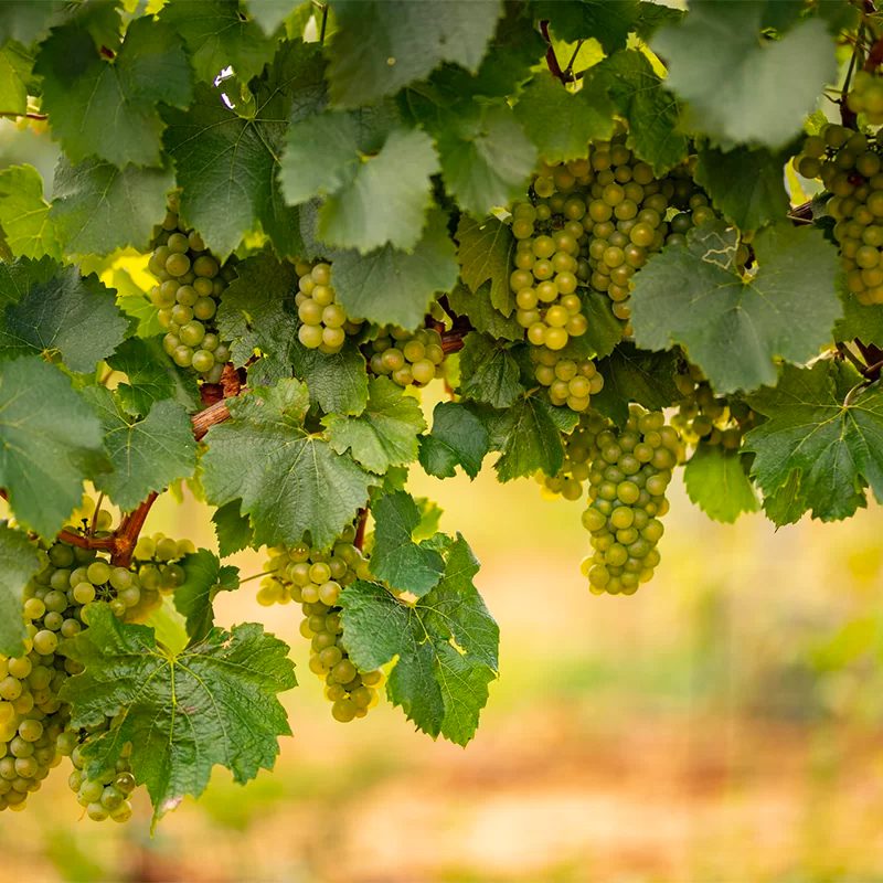 tuscany-italy-wine-4
