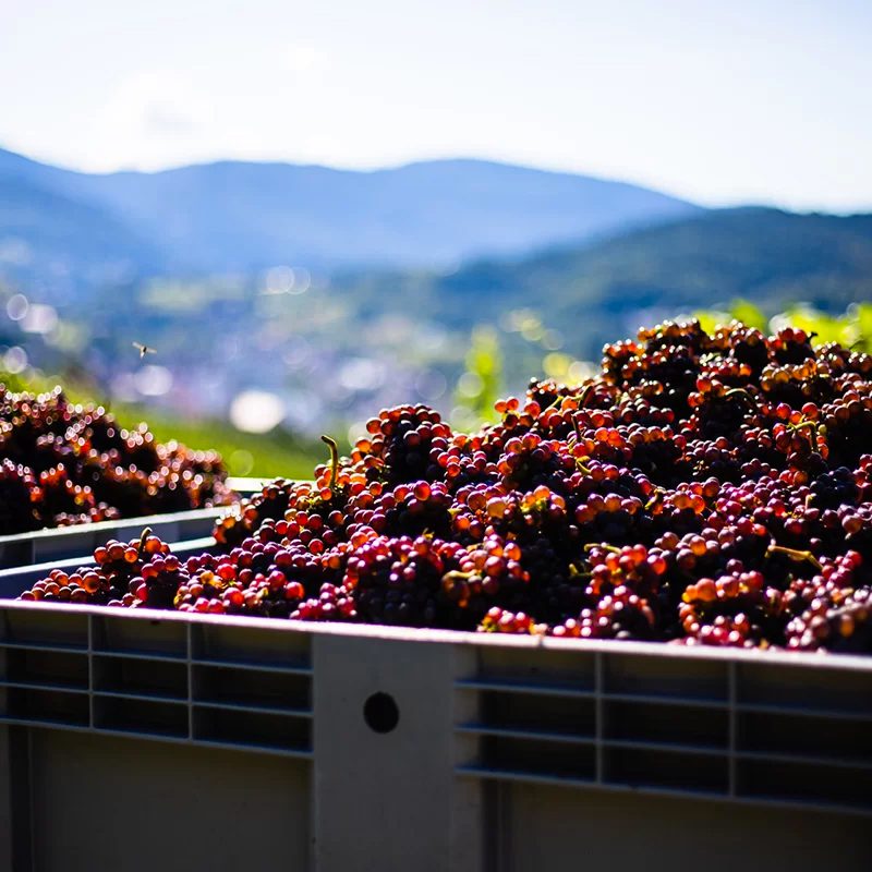 tuscany-italy-wine-5